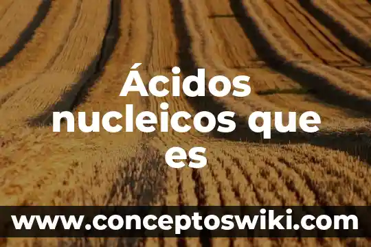Qué es ácidos grasos en medicamentos 4 Ácidos nucleicos que es