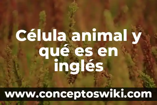 Que es una celula unipolar 3 Célula animal y qué es en inglés