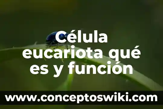 ¿Que es dna en una celula? 4 Célula eucariota qué es y función