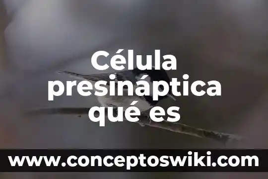 ¿Que es dna en una celula? 7 Célula presináptica qué es