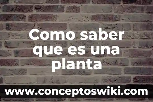 Gerente de planta que es 6 Como saber que es una planta