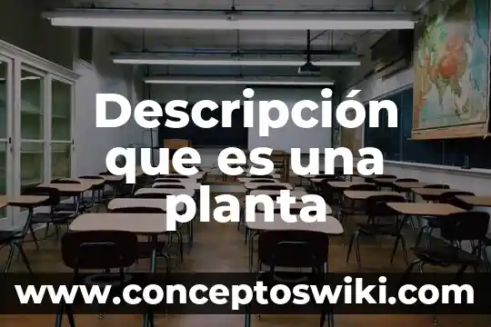 Que es el tallo de una planta y sus funciones 7 Descripción que es una planta