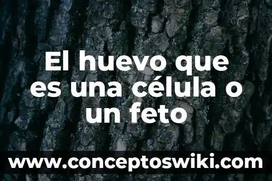 Célula animal y qué es en inglés 5 El huevo que es una célula o un feto