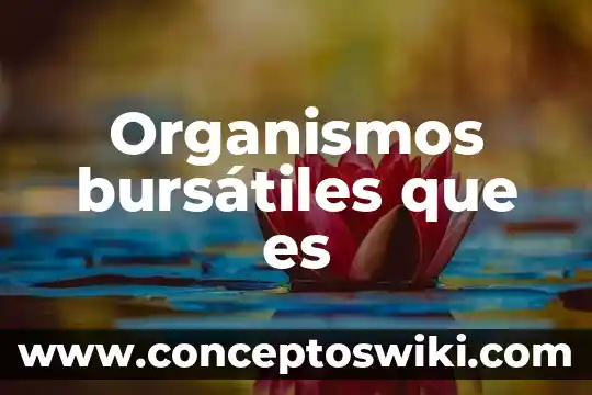 ¿Qué son los Organismos Ciliados? 5 Organismos bursátiles que es