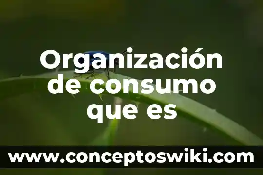 Que es el consumo interno 7 Organización de consumo que es
