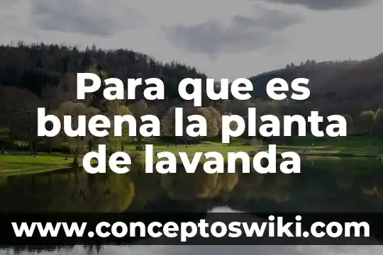 Como saber que es una buena compra un remate 4 Para que es buena la planta de lavanda