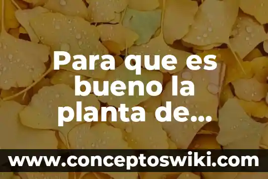 Por que es bueno hacer lahartojas doarias 4 Para que es bueno la planta de ginseng