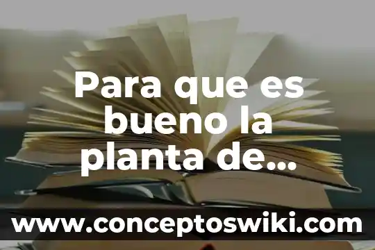 Que es una empleada de planta 7 Para que es bueno la planta de hinojo