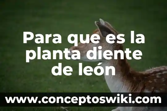 Ubicación de la planta que es 7 Para que es la planta diente de león