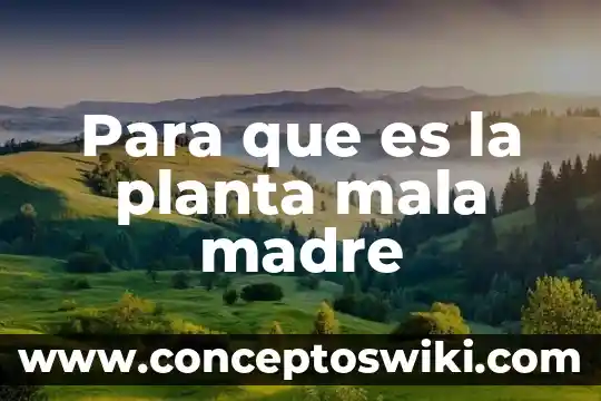 Qué es la planta de sesamo 4 Para que es la planta mala madre