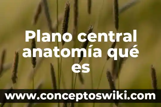 Investigar qué es altiplanicie central 5 Plano central anatomía qué es