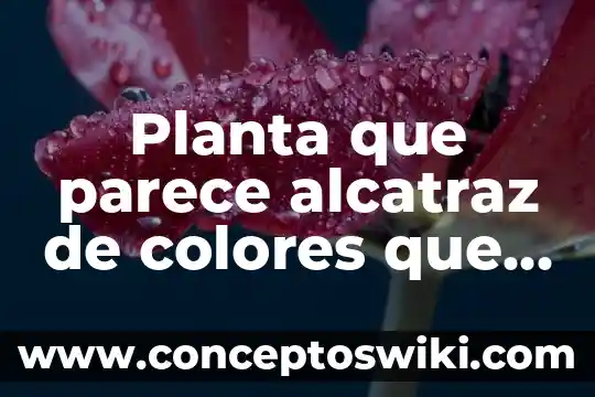 Que es el tallo de una planta y sus funciones 4 Planta que parece alcatraz de colores que es venenosa