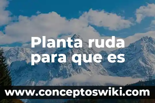 Que es la planta caoba 6 Planta ruda para que es