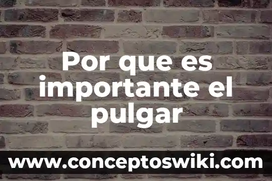 Para que es importante el agua 8 Por que es importante el pulgar