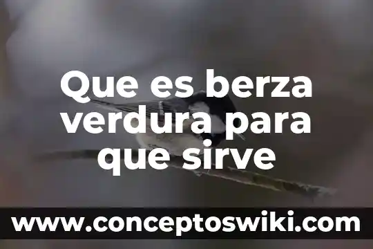 Qué es un extensómetro y para qué sirve 4 Que es berza verdura para que sirve