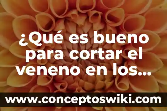 Que es copiar pegar y cortar con icono en word 8 驴Qu茅 es bueno para cortar el veneno en los perros?