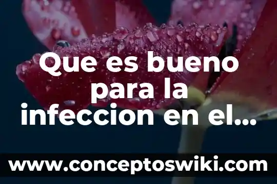 Que es un dingo animal 4 Que es bueno para la infeccion en el pene