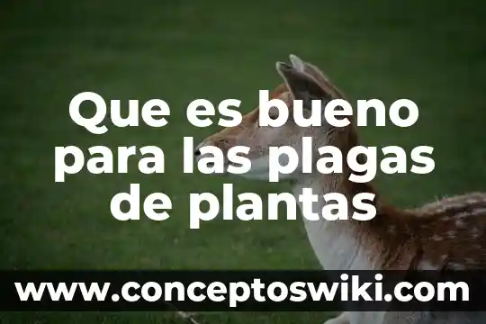 Que es fruto de las plantas 6 Que es bueno para las plagas de plantas