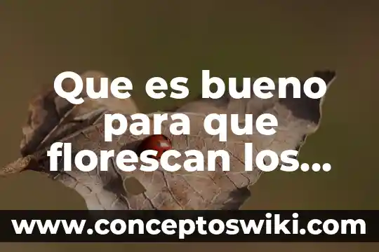 Que es lo que realmente el producto 3 Que es bueno para que florescan los geranios