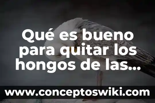 Qué es bueno para quitar el sueño en el embarazo 6 Qué es bueno para quitar los hongos de las manos