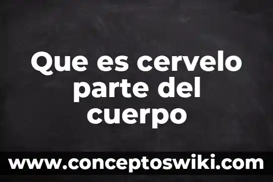 Parte de una flor que es el gineceo 5 Que es cervelo parte del cuerpo