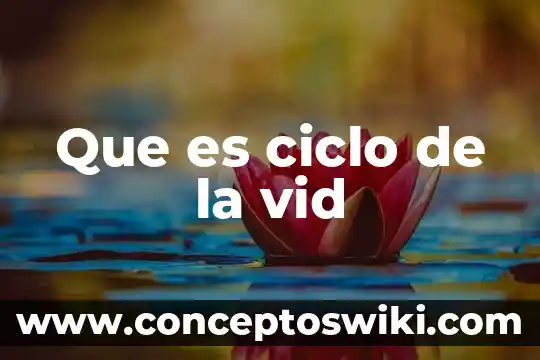 Que es un pampano de la vid 4 Que es ciclo de la vid