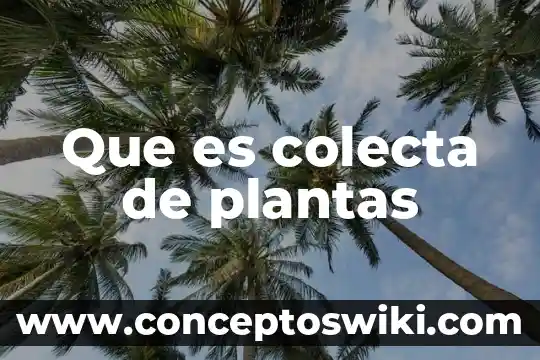 Que es fruto de las plantas 4 Que es colecta de plantas