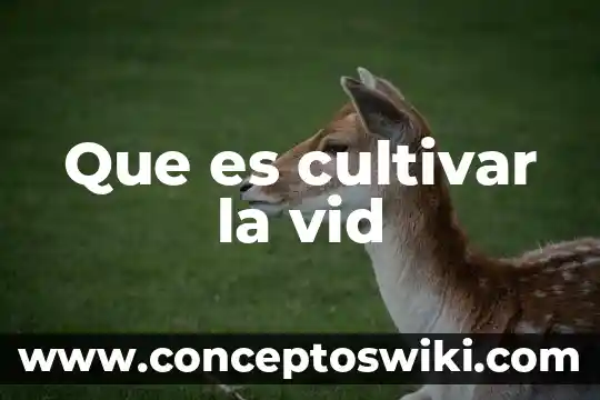 Que es un pampano de la vid 6 Que es cultivar la vid