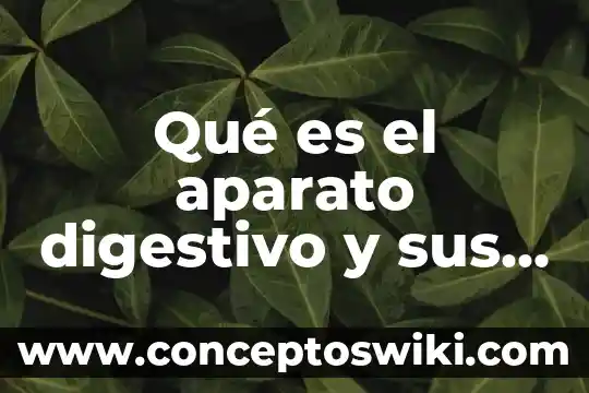 Qué es organismos del aparato digestivo 7 Qué es el aparato digestivo y sus órganos