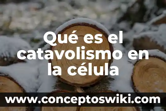 Qué es la difusión en una célula animal 5 Qué es el catavolismo en la célula