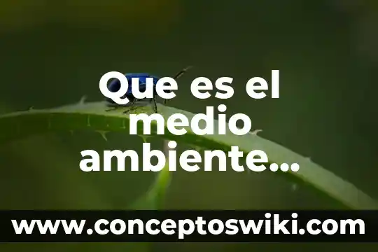 Que es la protección al ambiente 6 Que es el medio ambiente mapa conceptual