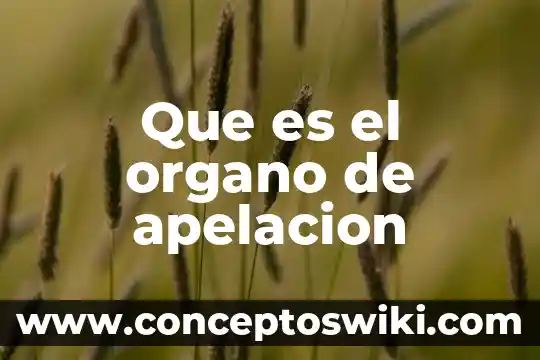 Qué es un elementos de apoyo en un reportaje 5 Que es el organo de apelacion
