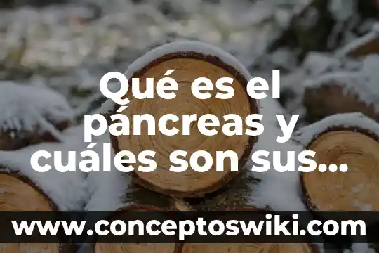 Qué es un número primo y cuáles son sus compuestos 5 Qué es el páncreas y cuáles son sus funciones