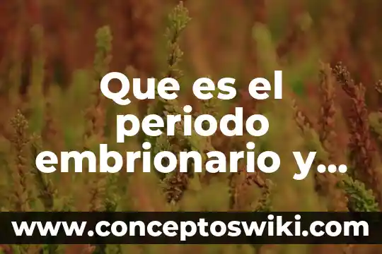 Desarrollo embrionario fetal que es 4 Que es el periodo embrionario y fetal