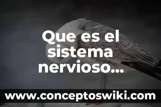 Investigar qué es altiplanicie central 3 Que es el sistema nervioso central anatomia