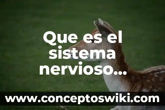 Que es un proceso para niños de primaria 7 Que es el sistema nervioso humano para niños