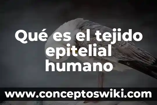 Que es el yeyuno humano 6 Qué es el tejido epitelial humano
