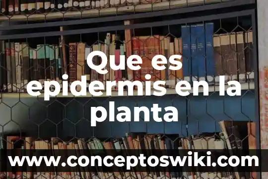 Que es una empleada de planta 4 Que es epidermis en la planta