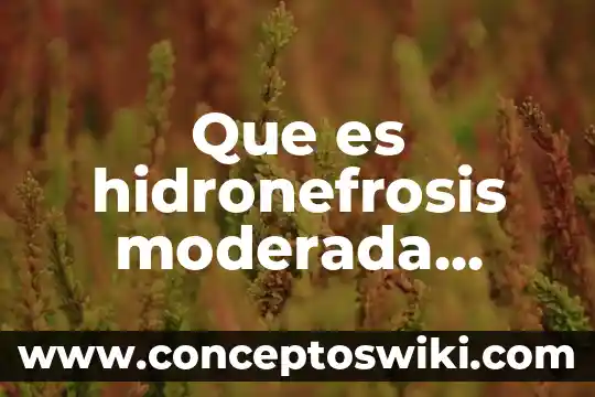 Que es la derecha politica en mexico 5 Que es hidronefrosis moderada derecha