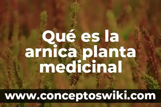 Que es la planta de aralia estrella 4 Qué es la arnica planta medicinal