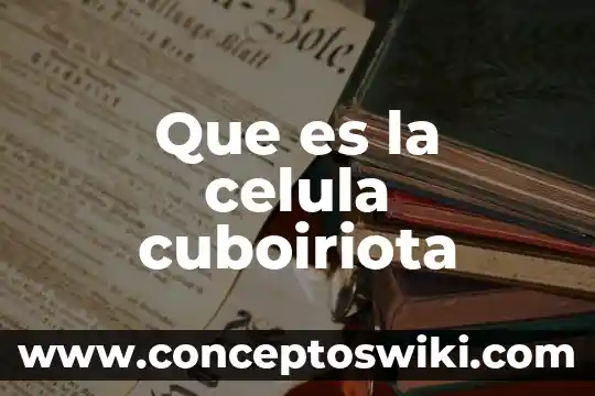 Célula animal y qué es en inglés 6 Que es la celula cuboiriota