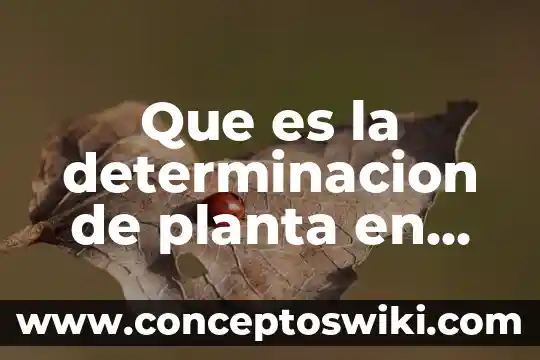 Que es determinación del precio del servicio 8 Que es la determinacion de planta en una micro empresa