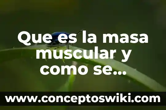 Que es el centro de gravedad respecto a la masa 4 Que es la masa muscular y como se calcula