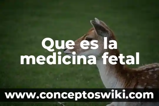 Desarrollo embrionario fetal que es 6 Que es la medicina fetal