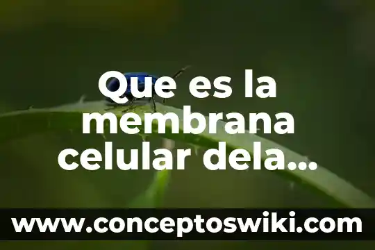 Imvestigar que es una celula 4 Que es la membrana celular dela celula animal