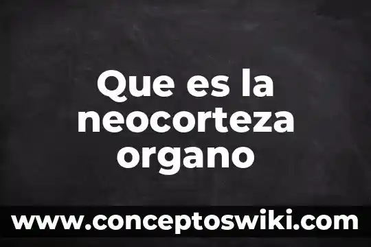 Que es un organo politica 5 Que es la neocorteza organo
