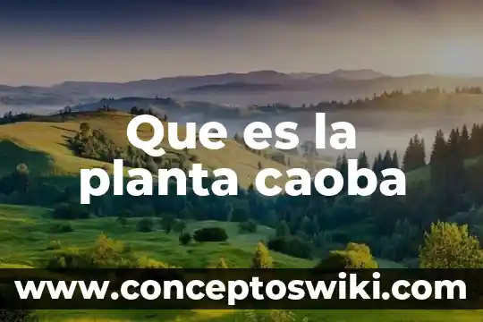 ERP en una planta 4 Que es la planta caoba