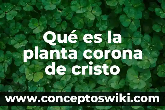 Que es una corona electrica 4 Qué es la planta corona de cristo