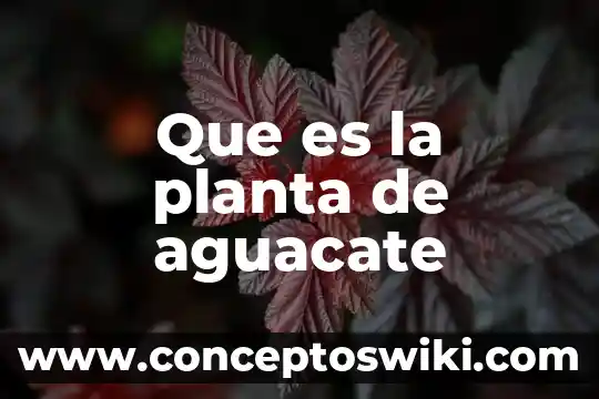 Gerente de planta que es 4 Que es la planta de aguacate