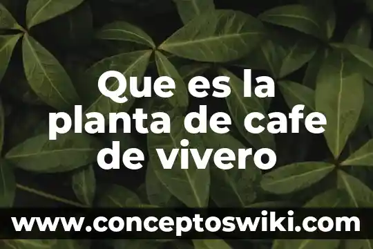 Vvt que es 7 Que es la planta de cafe de vivero